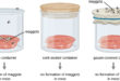 Spontaneous Generation: Redi Experiment