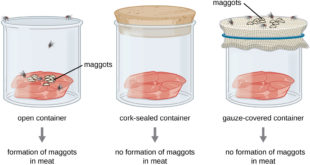 Spontaneous Generation: Redi Experiment