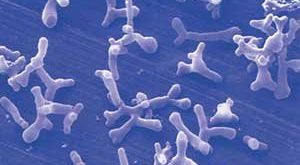 bifidobacterium