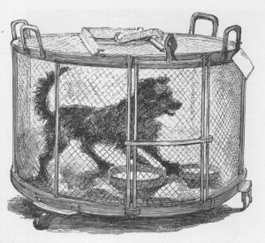 Dog Cage Used for Rabies Tests