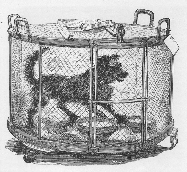 Rabid Dog in Cage