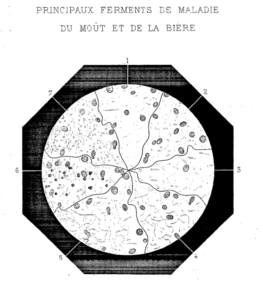 Etudes sur la biere - beer disease