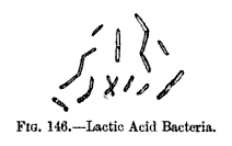 Fermentation - Lactic Acid Bacteria