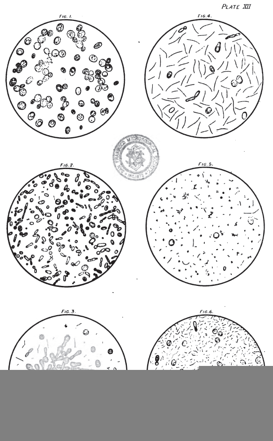 microscopicbeersamples