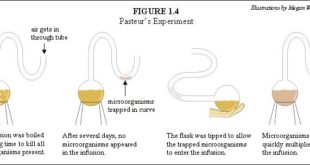 Louis Pasteur Swan Necked Experiment