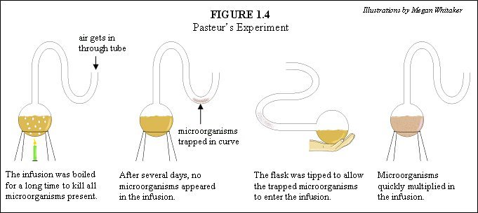 how to draw louis pasteur step by step 