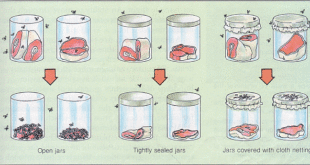 Redi's Experiment