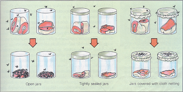 hypothesis of spontaneous generation redi