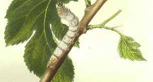 Silkworm