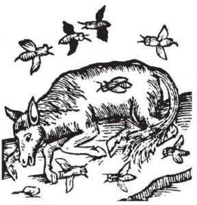 A 16th century depiction of spontaneous generation of honey bees from a dead ox.