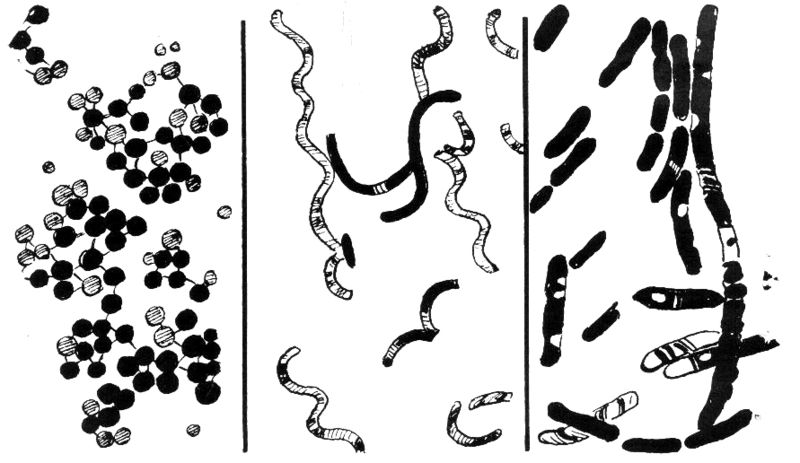 Three Major Types of Bacteria