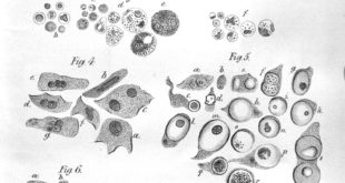Illustration of Virchow's Cell Theory